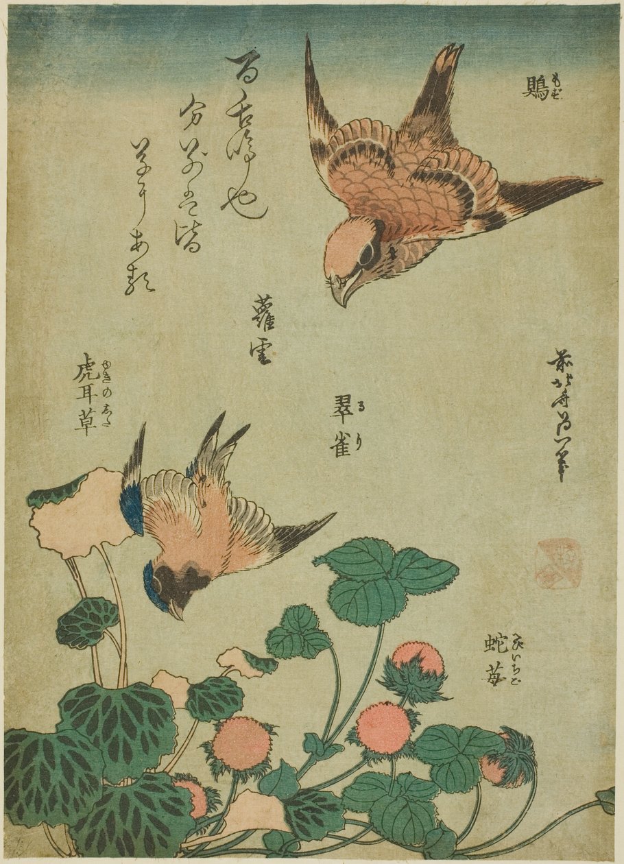 Oksehodet Shrike og Bluebird med saxifrage og villjordbær (Mozu, ruri, yukinoshita, hebi-ichigo), fra en serie med blomster og fugler uten tittel av Katsushika Hokusai