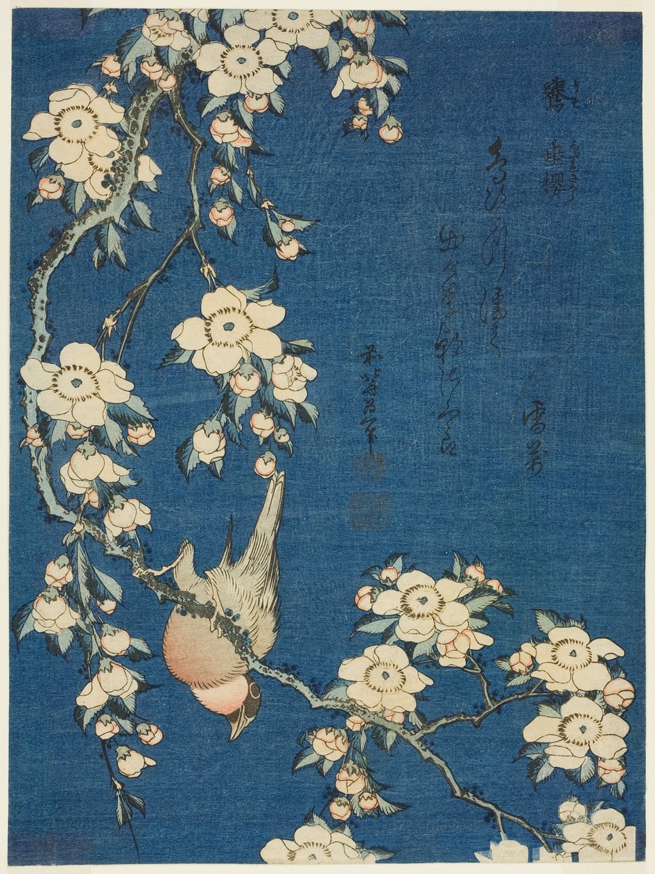 Bullfinch and Weeping Cherry (Uso, shidarezakura), fra en serie med blomster og fugler uten tittel av Katsushika Hokusai