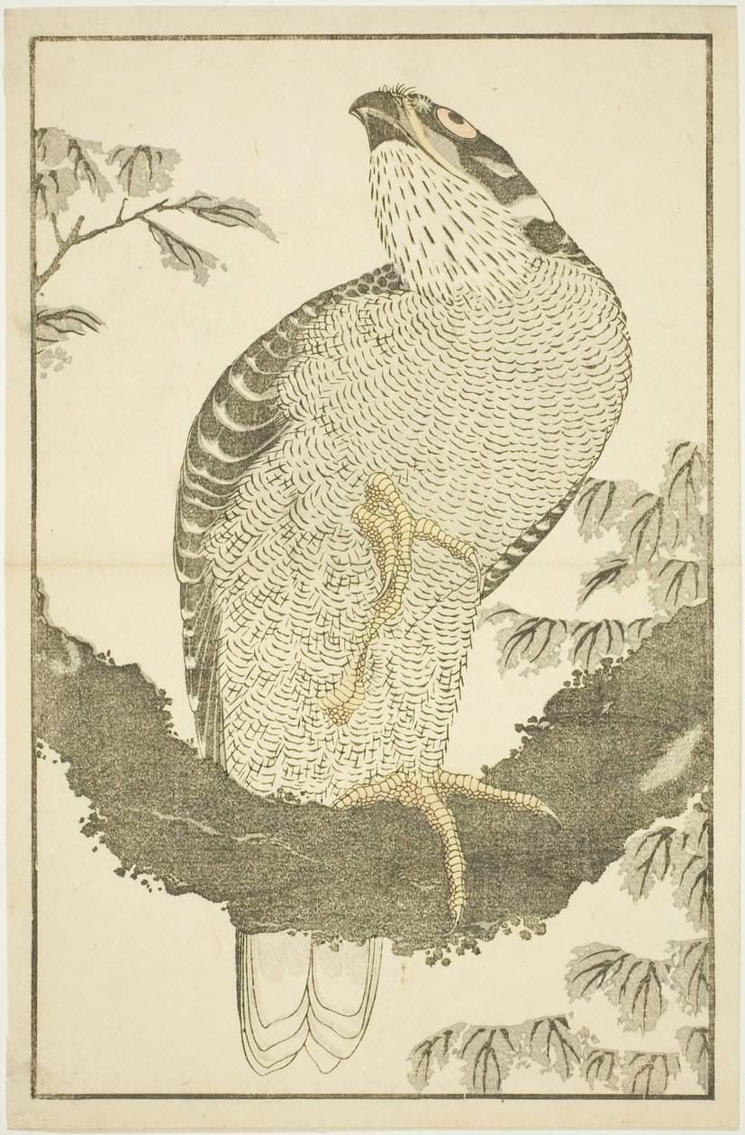 Hawk, fra The Picture Book of Realistic Paintings of Hokusai (Hokusai shashin gafu) av Katsushika Hokusai