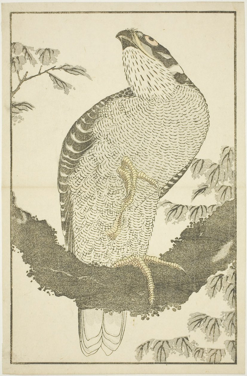 Hawk, fra The Picture Book of Realistic Paintings of Hokusai (Hokusai shashin gafu) av Katsushika Hokusai