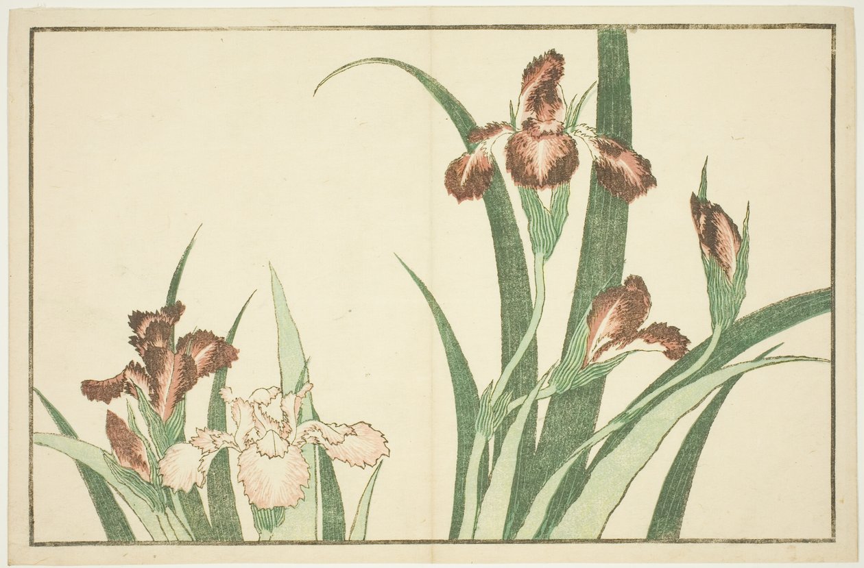 Iris, fra The Picture Book of Realistic Paintings of Hokusai (Hokusai shashin gafu) av Katsushika Hokusai