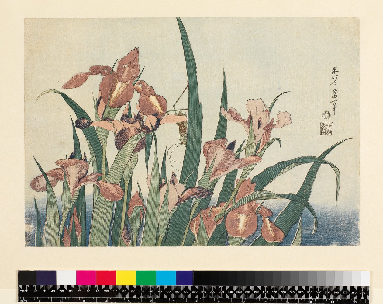 Iris og gresshoppe, pub. av Nishimura Eijudo, ca. 1832, (yoko-e - horisontalt format, farget treblokktrykk) av Katsushika Hokusai