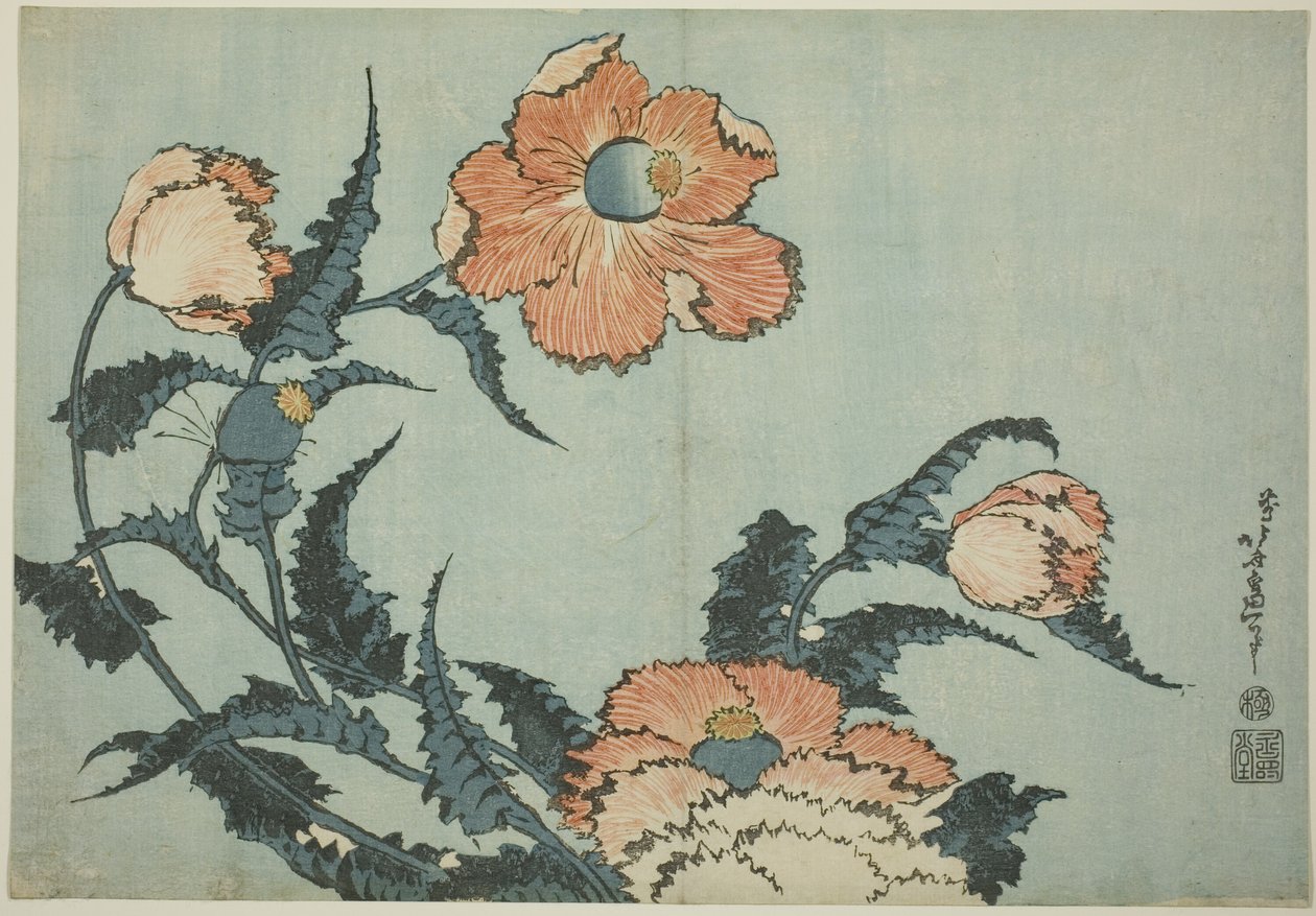 Valmuer, fra en blomsterserie uten tittel av Katsushika Hokusai