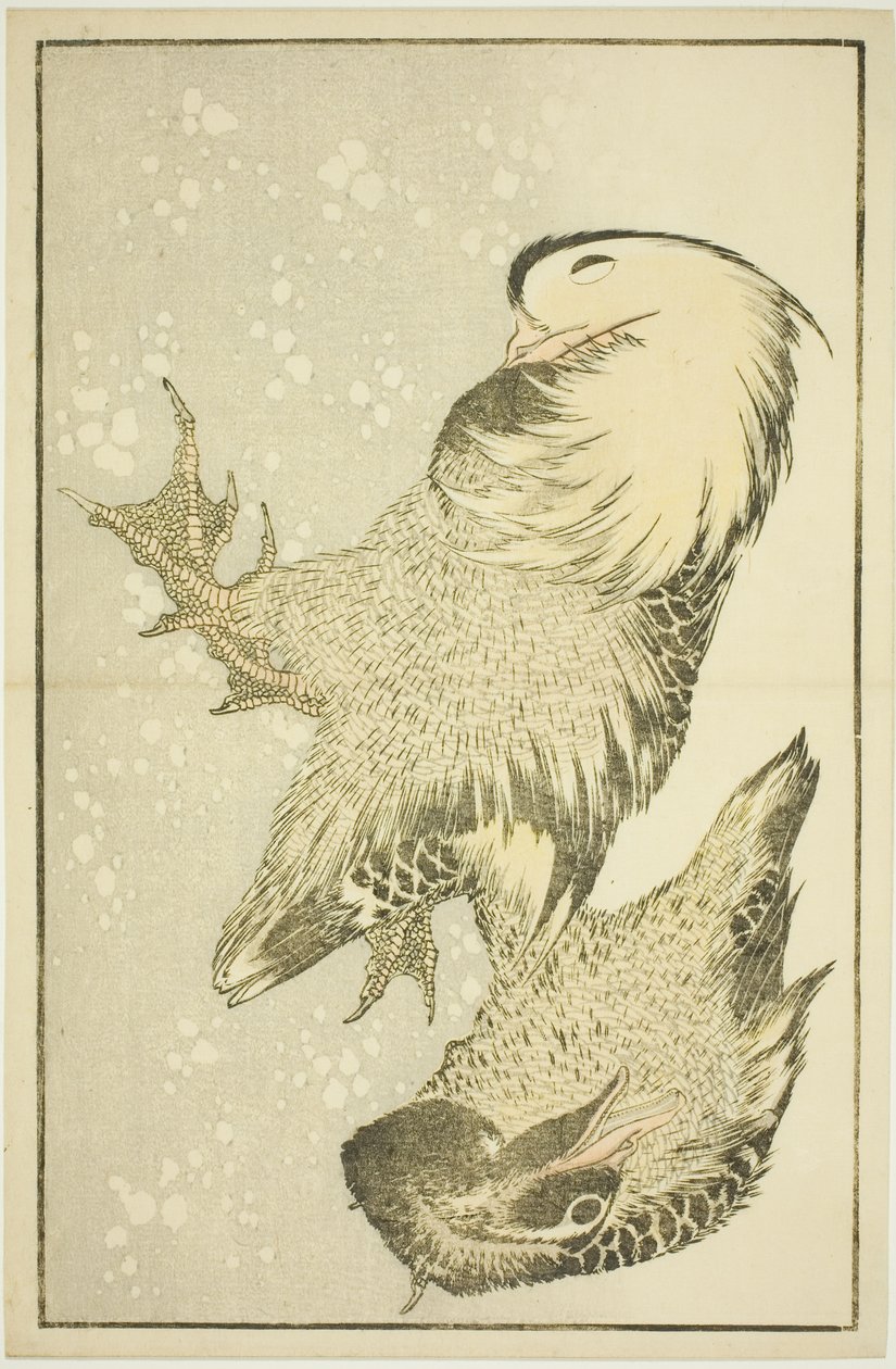 Two Waterfowl, fra The Picture Book of Realistic Paintings of Hokusai (Hokusai shashin gafu) av Katsushika Hokusai