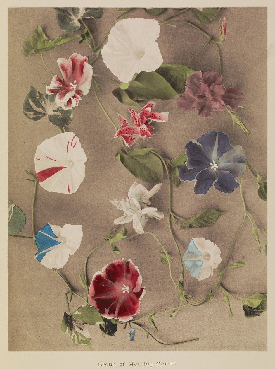  av Kazumasa Ogawa