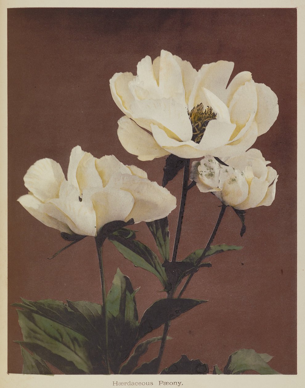  av Kazumasa Ogawa