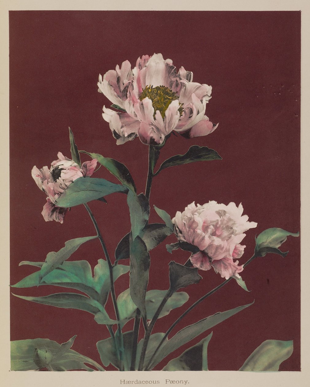  av Kazumasa Ogawa