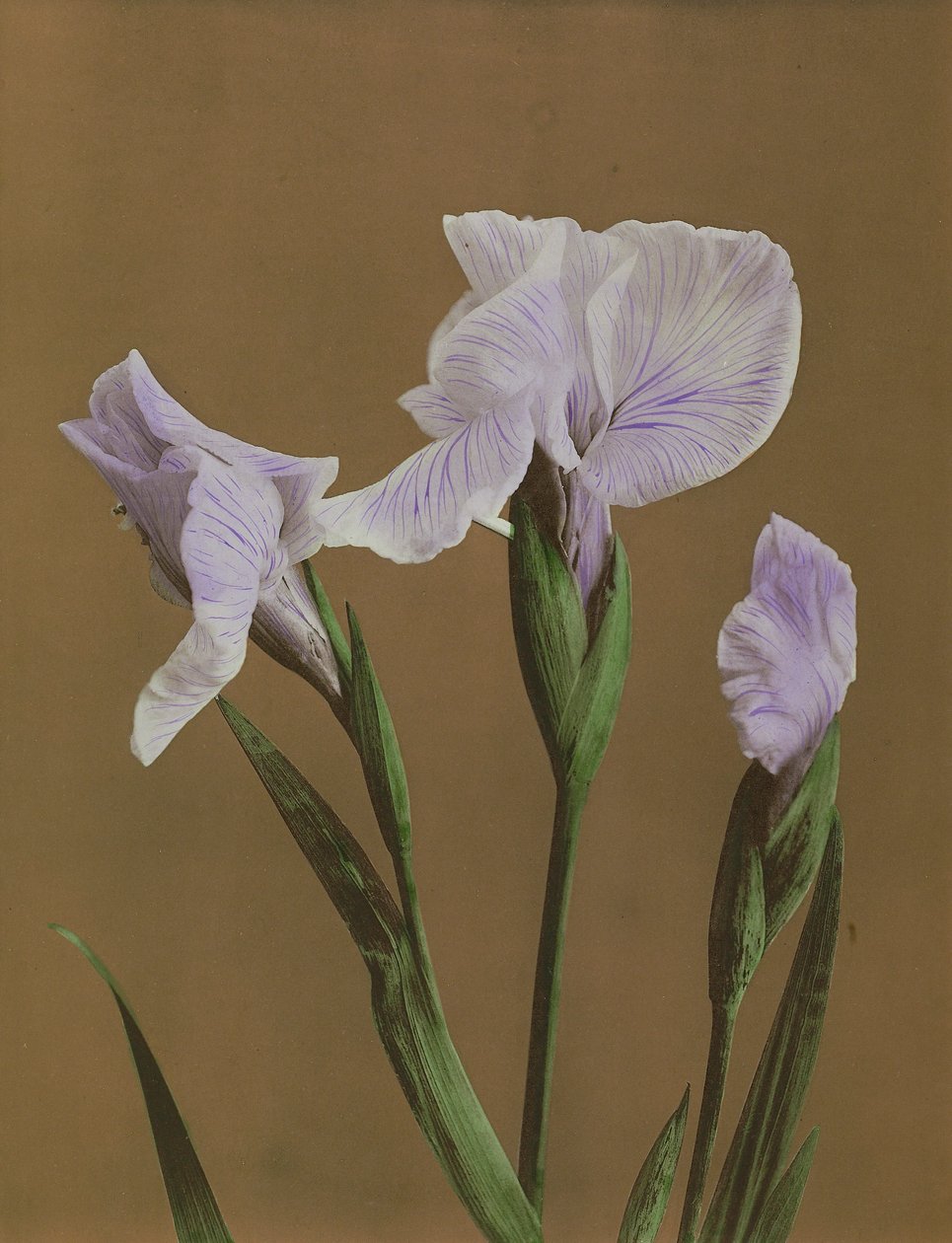 Iris Kaempfer, 1896 (håndfarget collotype) av Kazumasa Ogawa