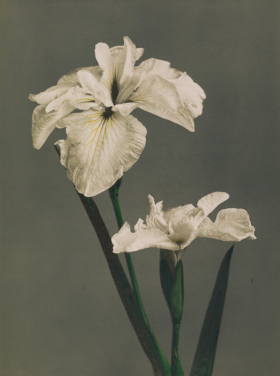 Iris Kaempferi, 1896 (håndfarget collotype) av Kazumasa Ogawa