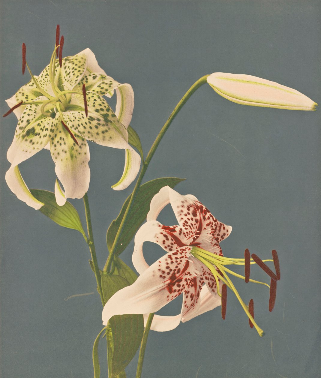 Lilies, 1897 (håndfarget collotype) av Kazumasa Ogawa