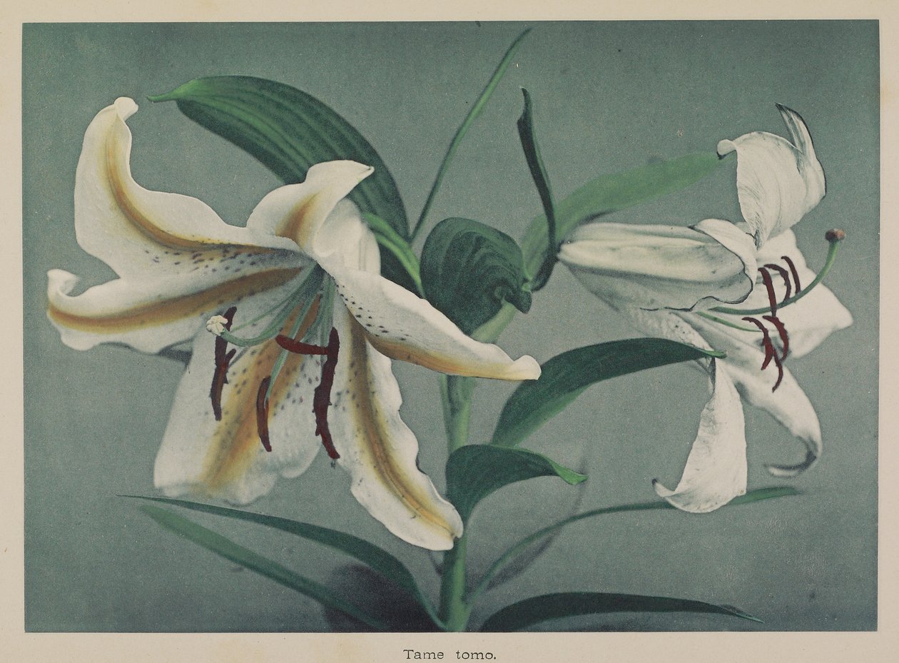  av Kazumasa Ogawa