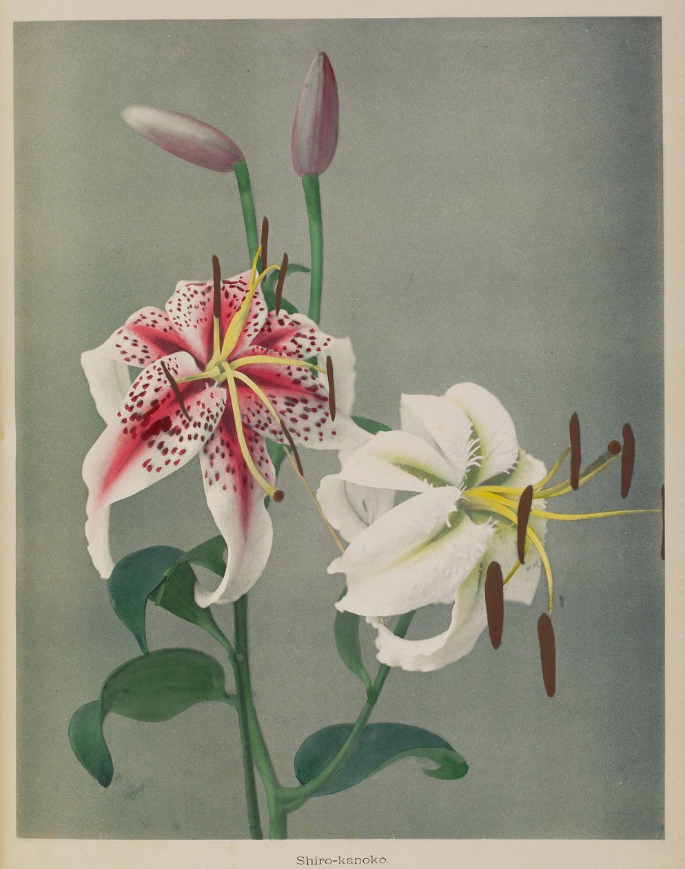  av Kazumasa Ogawa