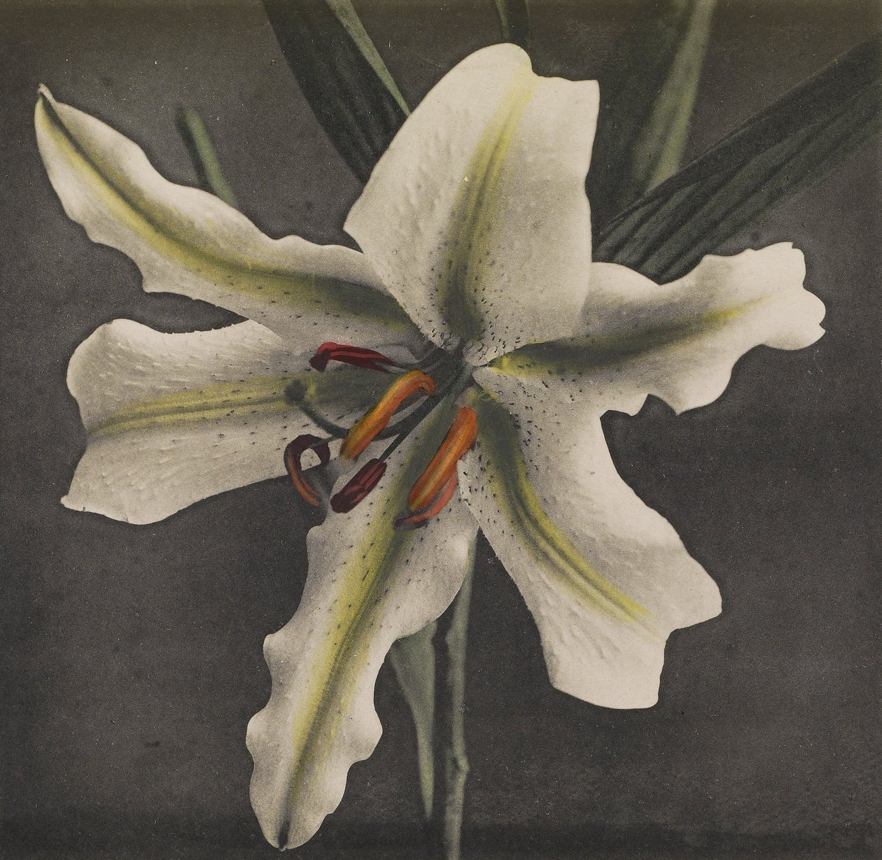 Lily, 1896 (håndfarget collotype) av Kazumasa Ogawa