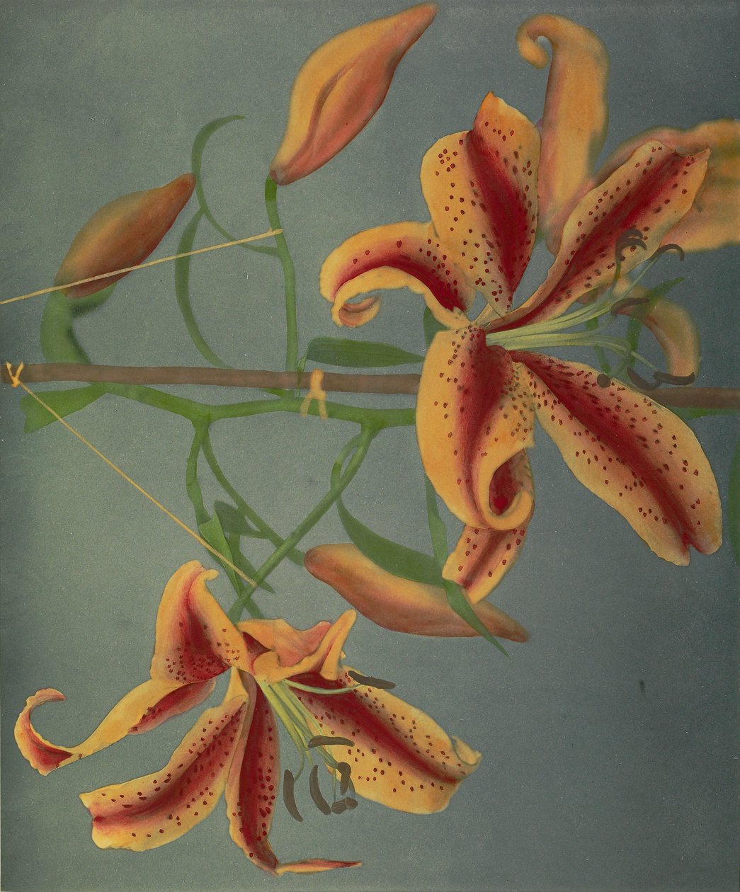 Lily, 1896 (håndfarget collotype) av Kazumasa Ogawa