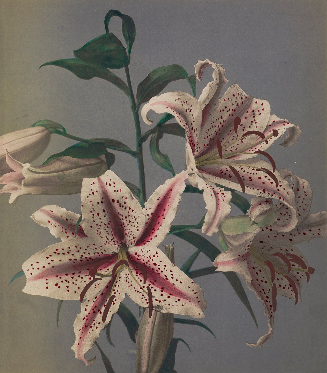 Lily, 1896 (håndfarget collotype) av Kazumasa Ogawa