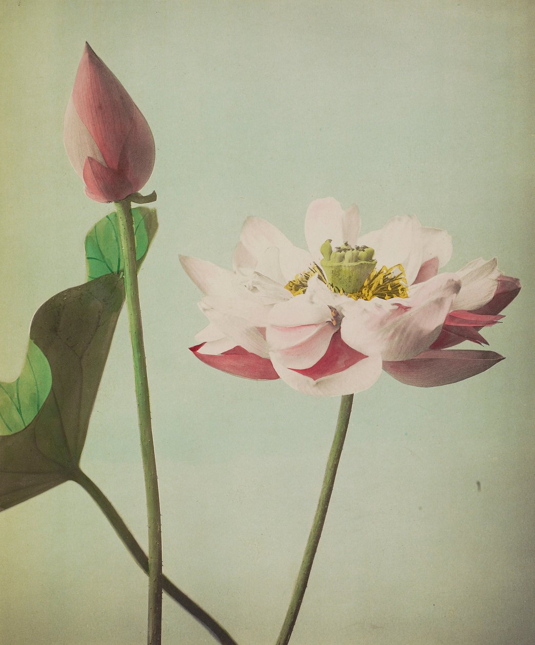 Lotus, 1896 (håndfarget collotype) av Kazumasa Ogawa