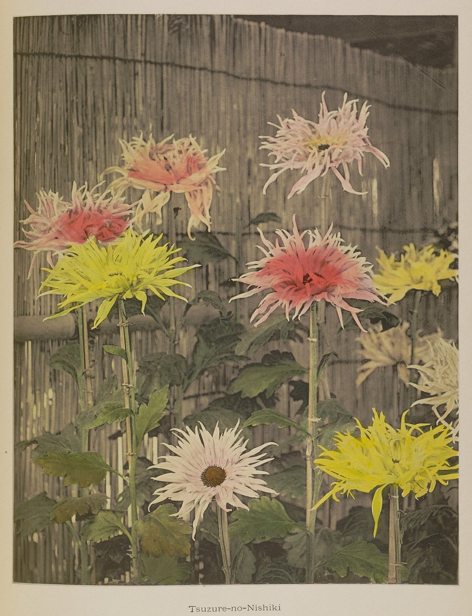  av Kazumasa Ogawa