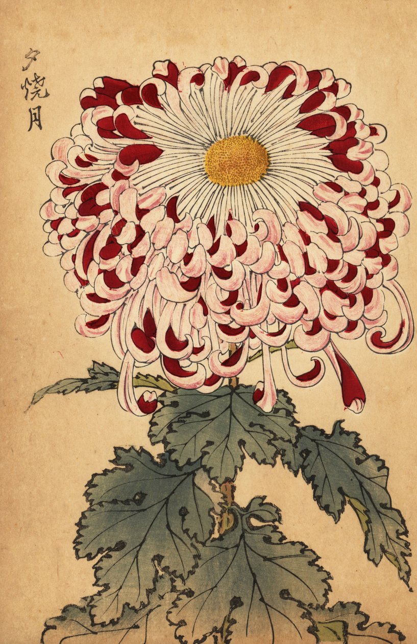 Hybrid crimson og hvit skje krysantemum., 1893 (gravering) av Keika Hasegawa