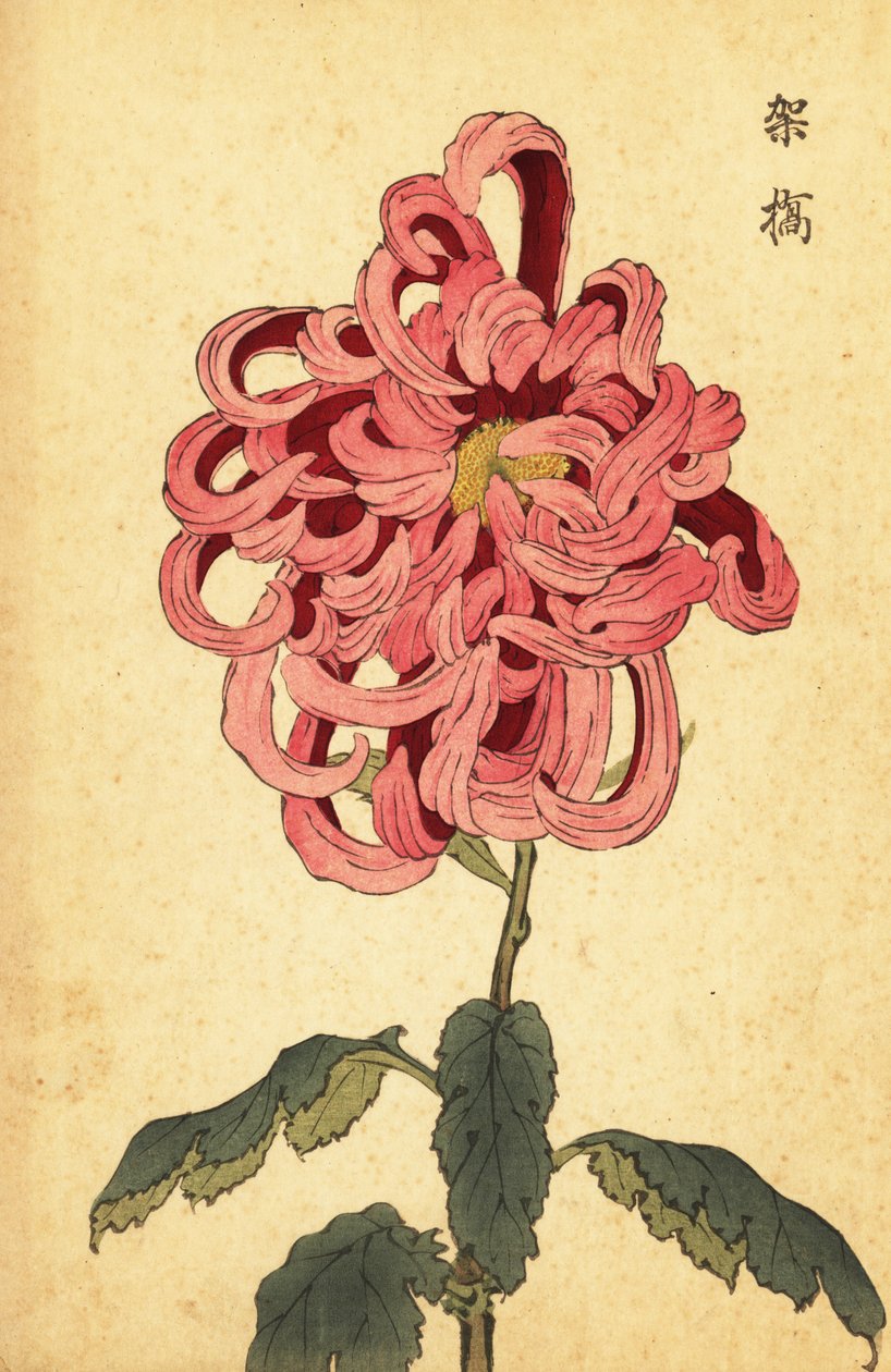 Hybrid rosa og crimson krysantemum., 1893 (gravering) av Keika Hasegawa
