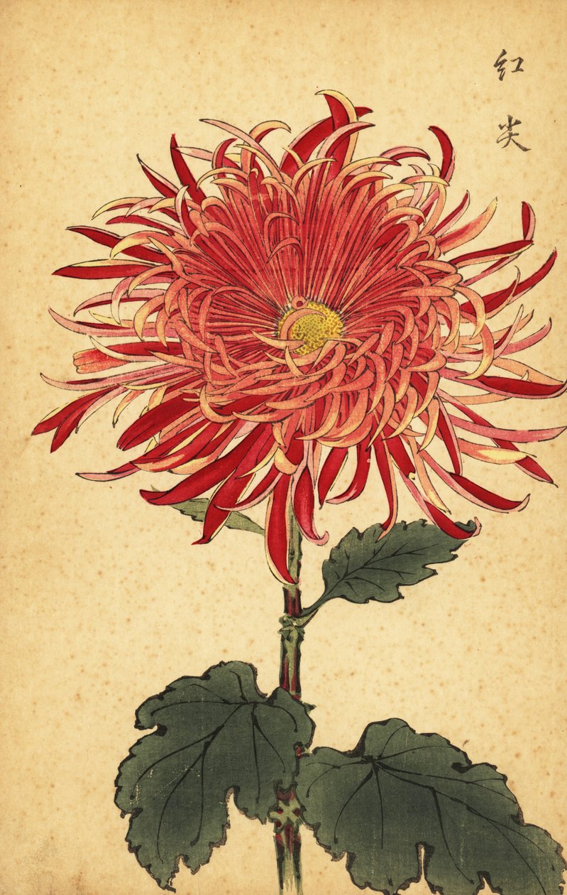 Hybrid rosa og crimson krysantemum., 1893 (gravering) av Keika Hasegawa