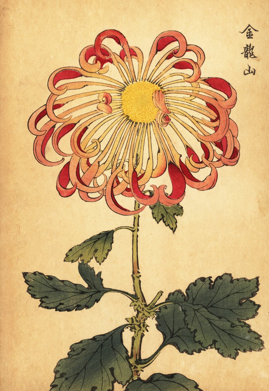 Hybrid rosa krøllet skje krysantemum., 1893 (gravering) av Keika Hasegawa