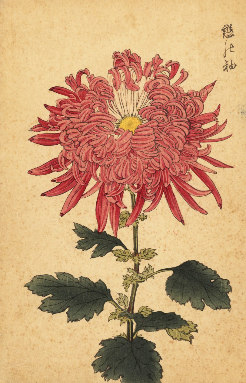 Hybrid rosa fjærkrysantemum., 1893 (gravering) av Keika Hasegawa