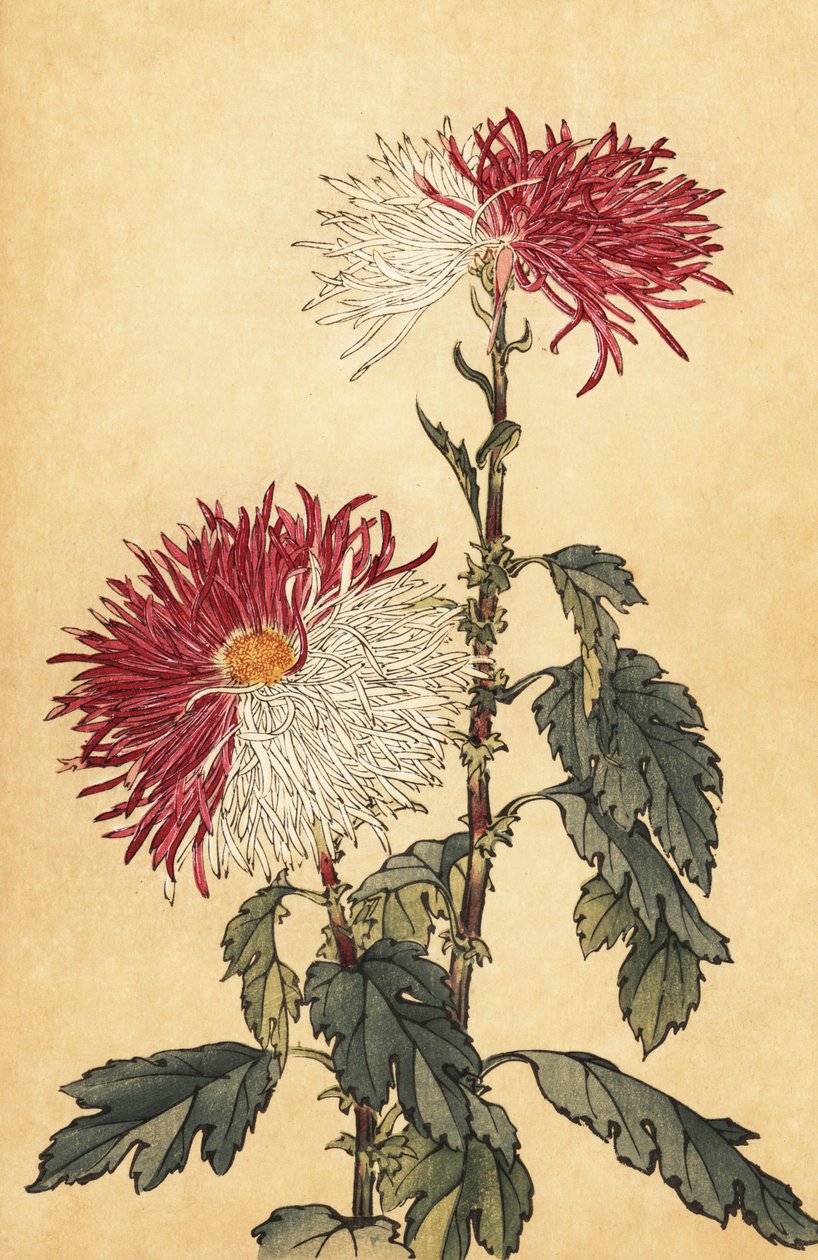 Hybrid lilla og hvit pinnekrysantemum., 1893 (gravering) av Keika Hasegawa