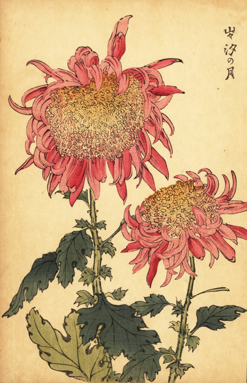 Hybrid lakserosa krysantemum., 1893 (gravering) av Keika Hasegawa