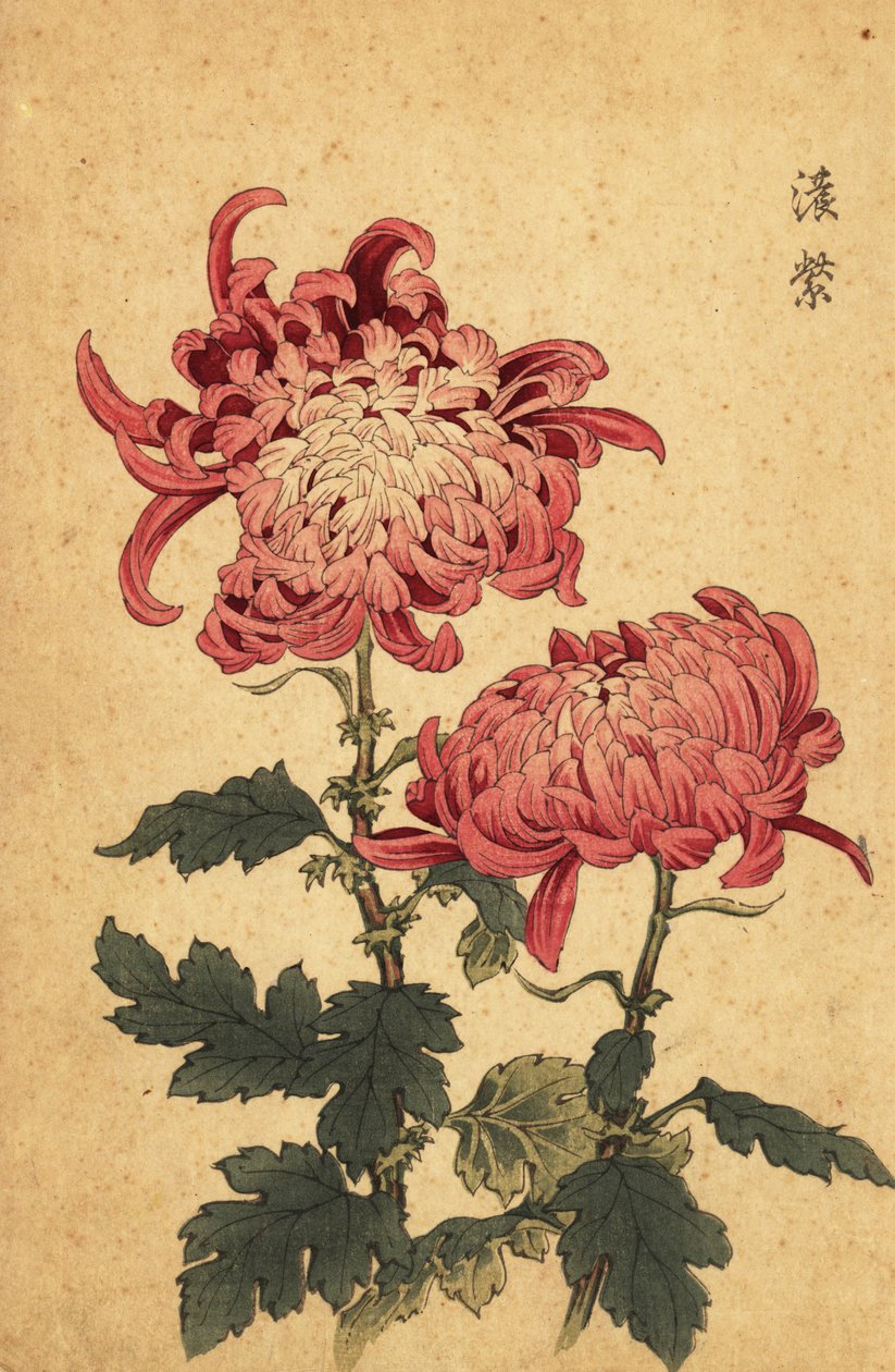 Hybrid lakserosa krysantemum., 1893 (gravering) av Keika Hasegawa