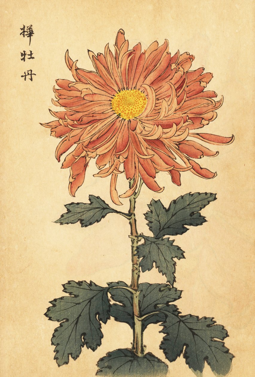 Hybrid lakserosa krysantemum., 1893 (gravering) av Keika Hasegawa