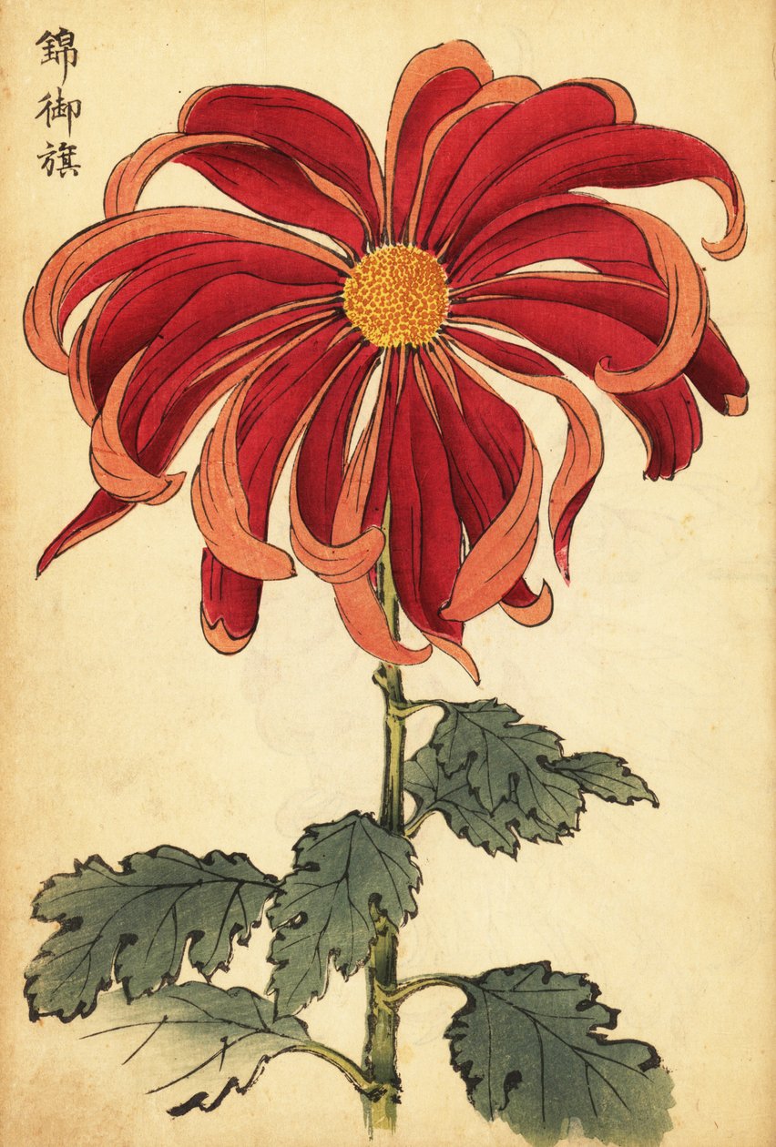 Hybrid skarlagenrød og rosa krysantemum., 1893 (gravering) av Keika Hasegawa