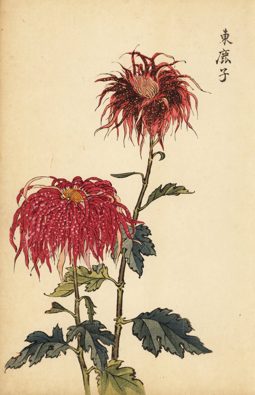 Hybrid flekket skarlagenrød og rosa fjærkrysantemum., 1893 (gravering) av Keika Hasegawa