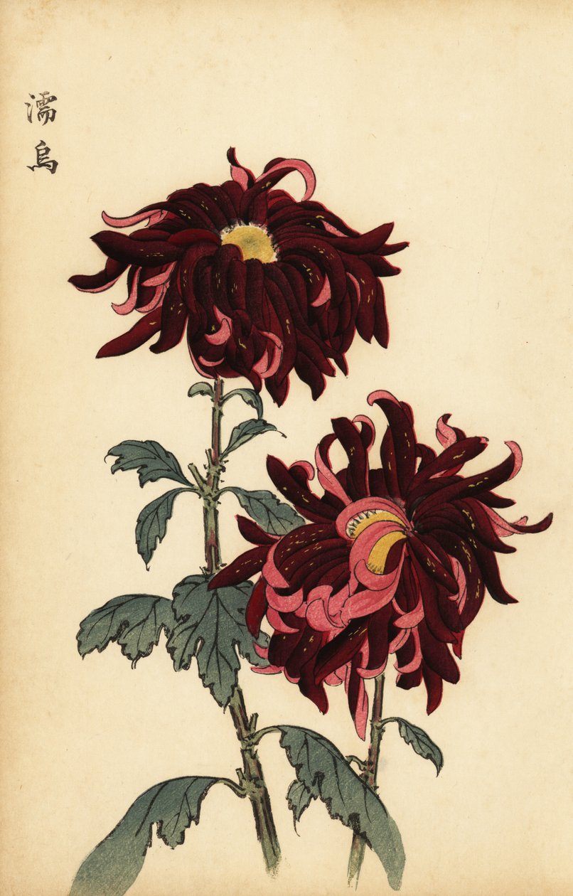 Hybrid spraglet karmosinrød og rosa krysantemum., 1893 (gravering) av Keika Hasegawa