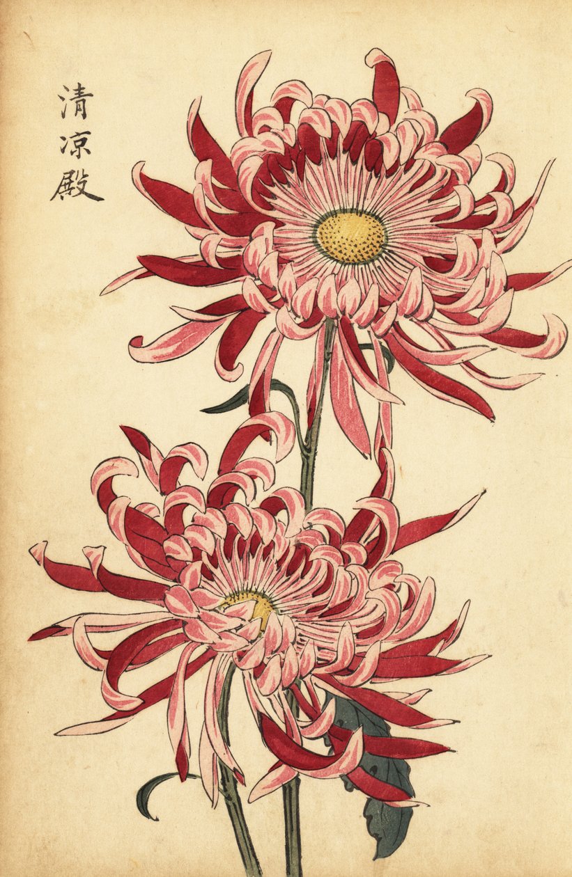Hybrid spraglete rosa og skarlagen edderkoppkrysantemum., 1893 (gravering) av Keika Hasegawa