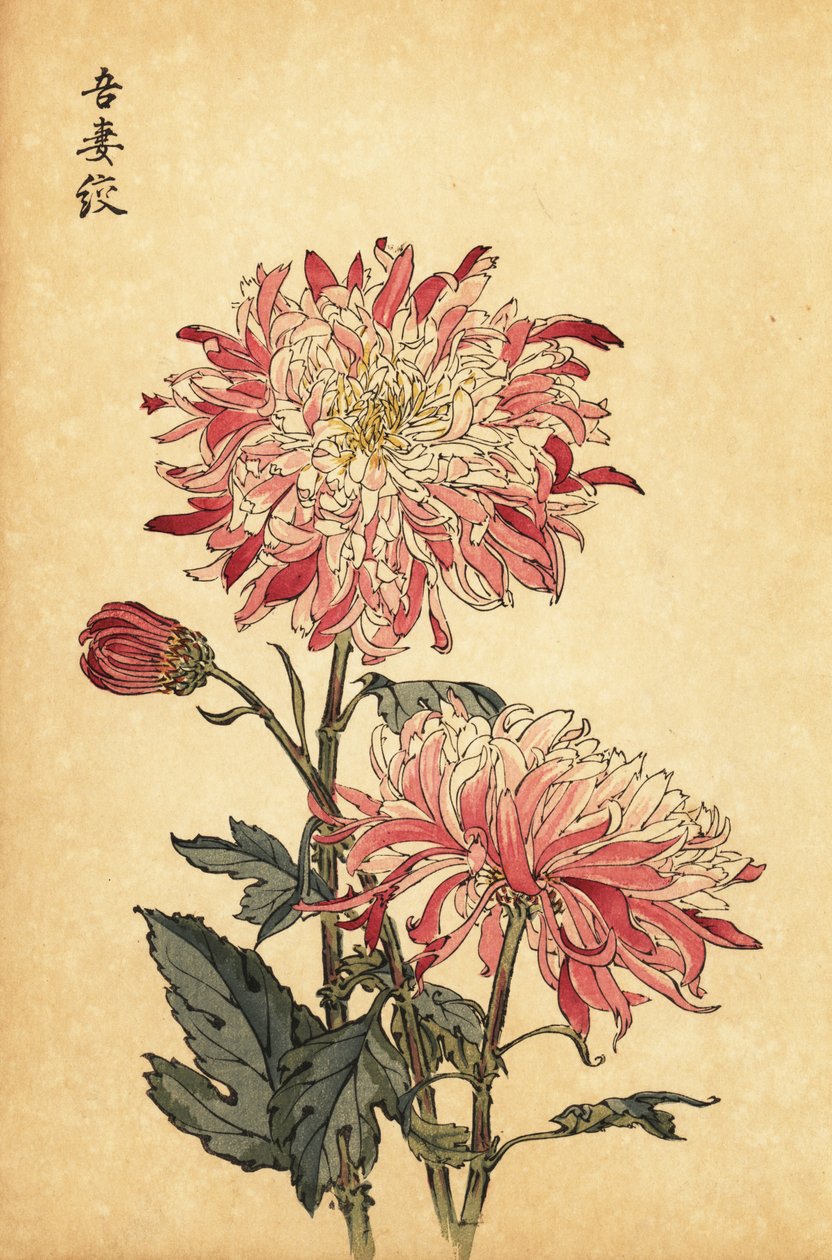 Hybrid spraglete hvit og rosa krysantemum., 1893 (gravering) av Keika Hasegawa