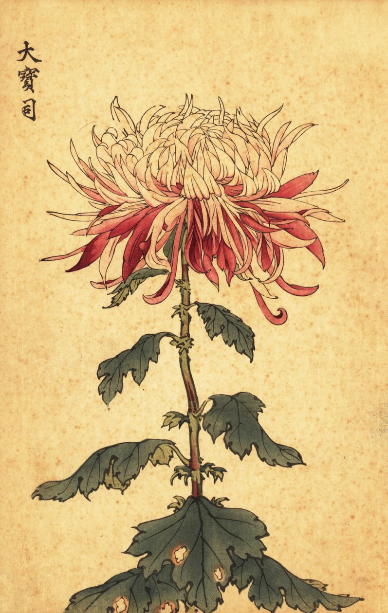 Hybrid hvit og crimson skje krysantemum., 1893 (gravering) av Keika Hasegawa