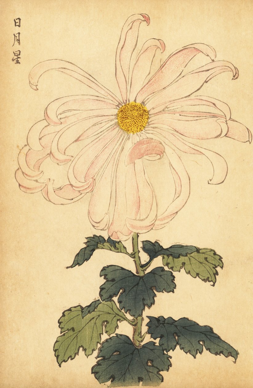 Hybrid hvit og rosa krysantemum., 1893 (gravering) av Keika Hasegawa