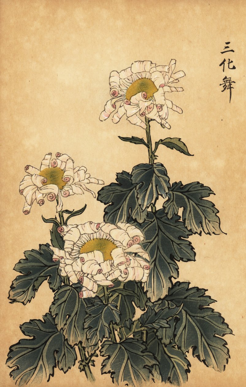 Hybrid hvit og rosa krysantemum., 1893 (gravering) av Keika Hasegawa