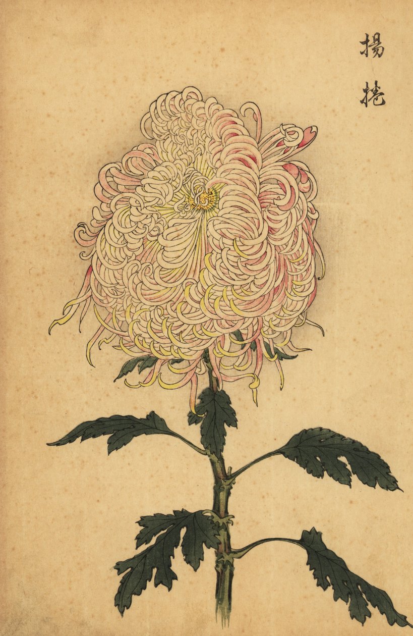 Hybrid hvit og rosa pinnekrysantemum., 1893 (gravering) av Keika Hasegawa