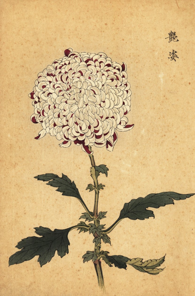 Hybrid hvit og lilla pompongkrysantemum., 1893 (gravering) av Keika Hasegawa