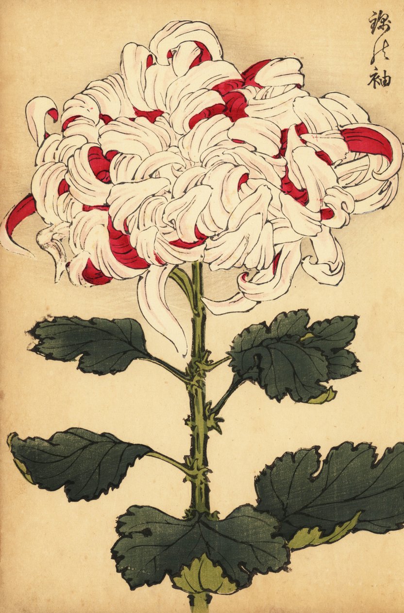 Hybrid hvit og skarlagensrød krysantemum., 1893 (gravering) av Keika Hasegawa