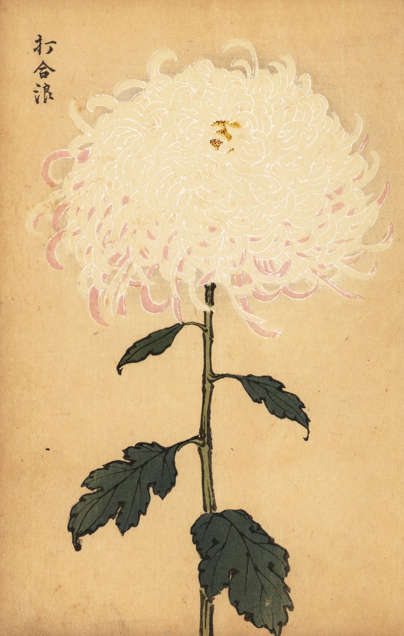Hybrid hvit krysantemum., 1893 (gravering) av Keika Hasegawa
