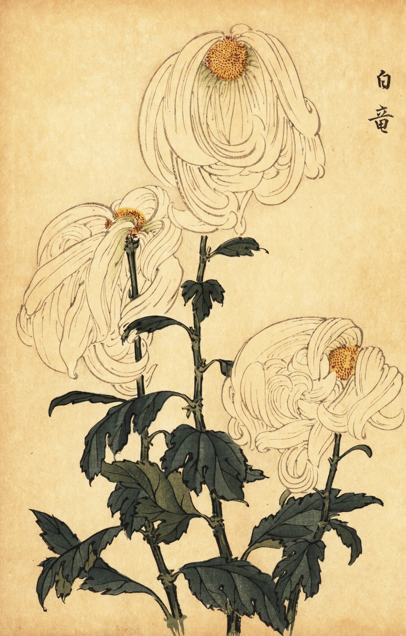 Hybrid hvit krysantemum., 1893 (gravering) av Keika Hasegawa