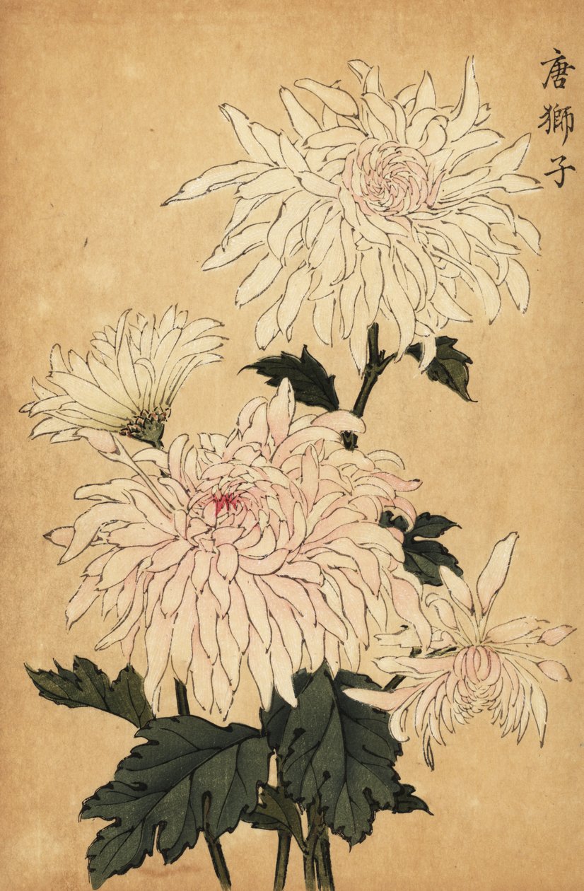 Hybrid hvit krysantemum, Chrysanthemum indicum. ,1893 (gravering) av Keika Hasegawa