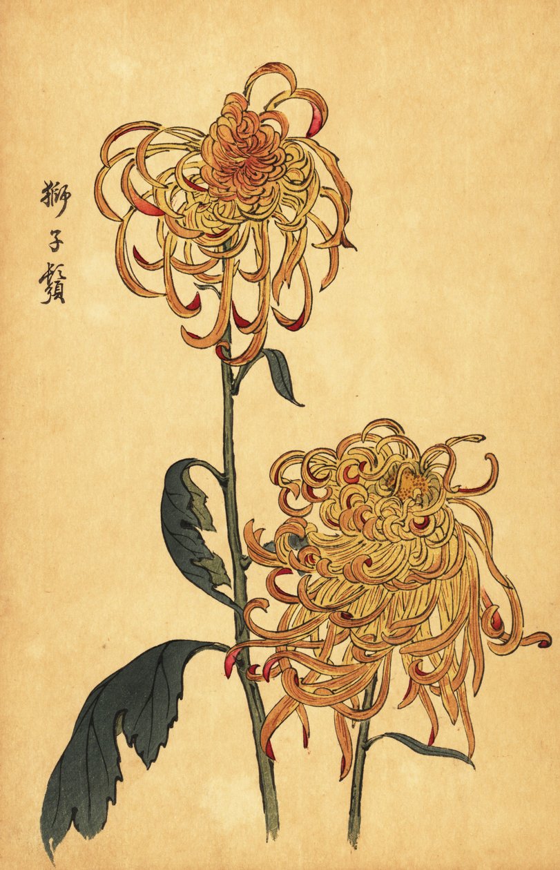 Hybrid gul og oransje edderkoppkrysantemum., 1893 (gravering) av Keika Hasegawa