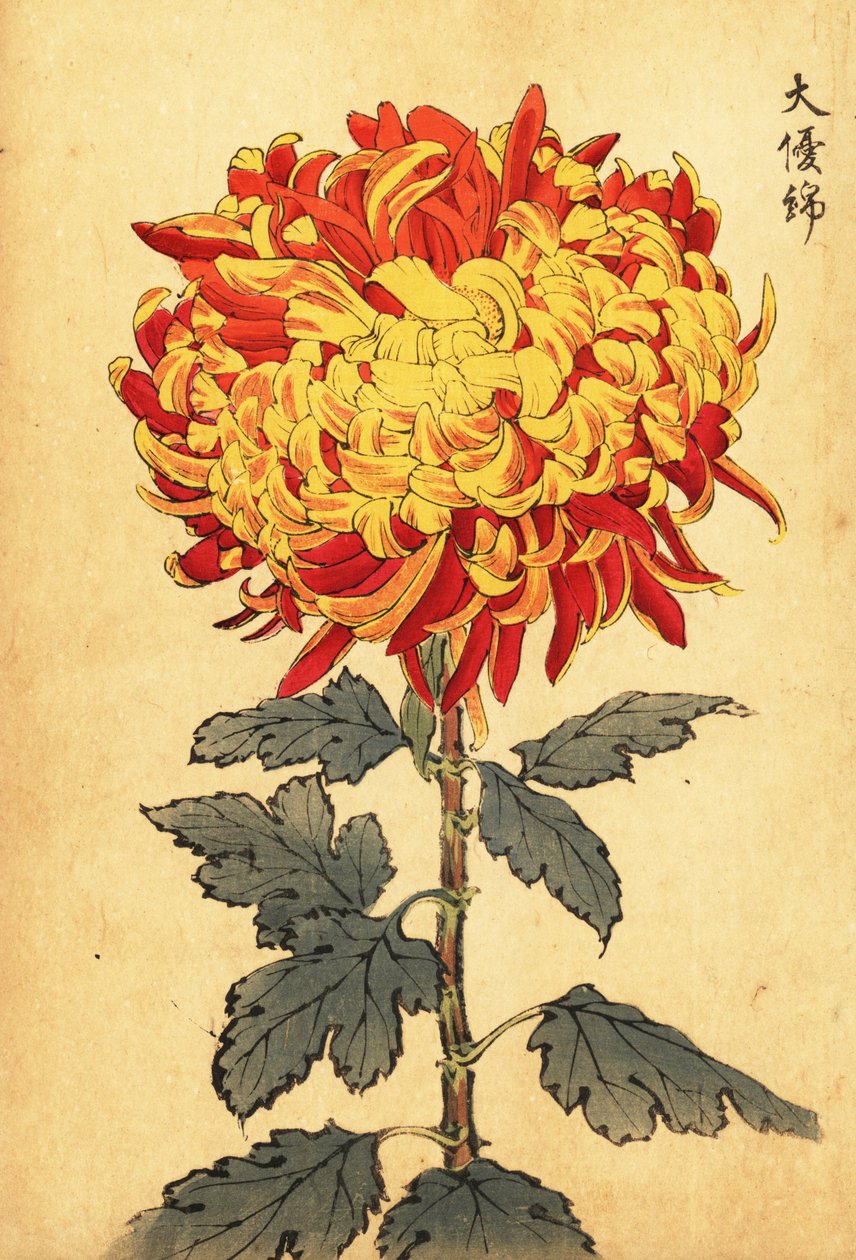 Hybrid gul og skarlagen pompong krysantemum., 1893 (gravering) av Keika Hasegawa