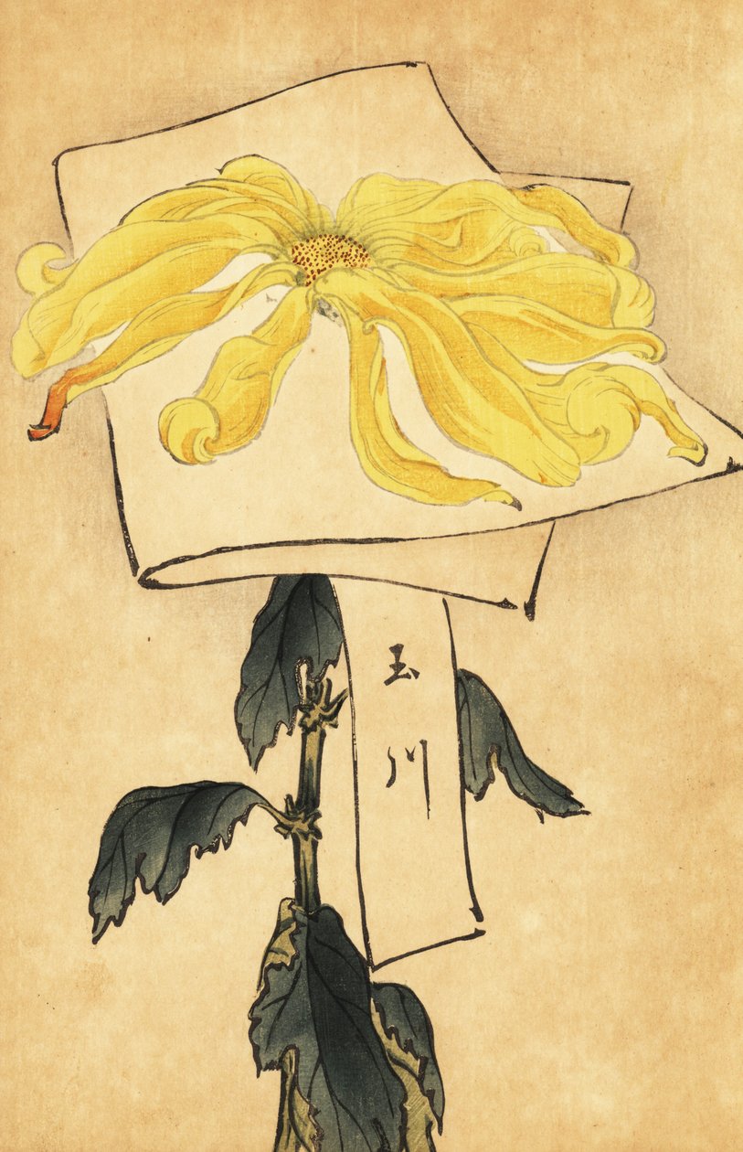 Hybrid yellow chrysanthemum, Chrysanthemum indicum. ,1893 (engraving)   1400984   no       norwegian Successfully Translated  Original: Illustration til "Halvhundrede Fabler for Børn" af Hey Translat: Illustration til "Halvhundrede Fabler for Børn" af Hey  av Keika Hasegawa
