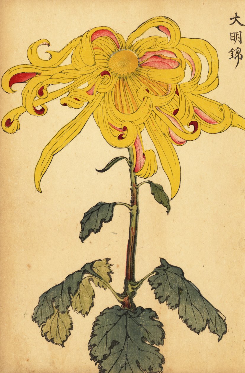 Hybrid gul uregelmessig krysantemum., 1893 (gravering) av Keika Hasegawa