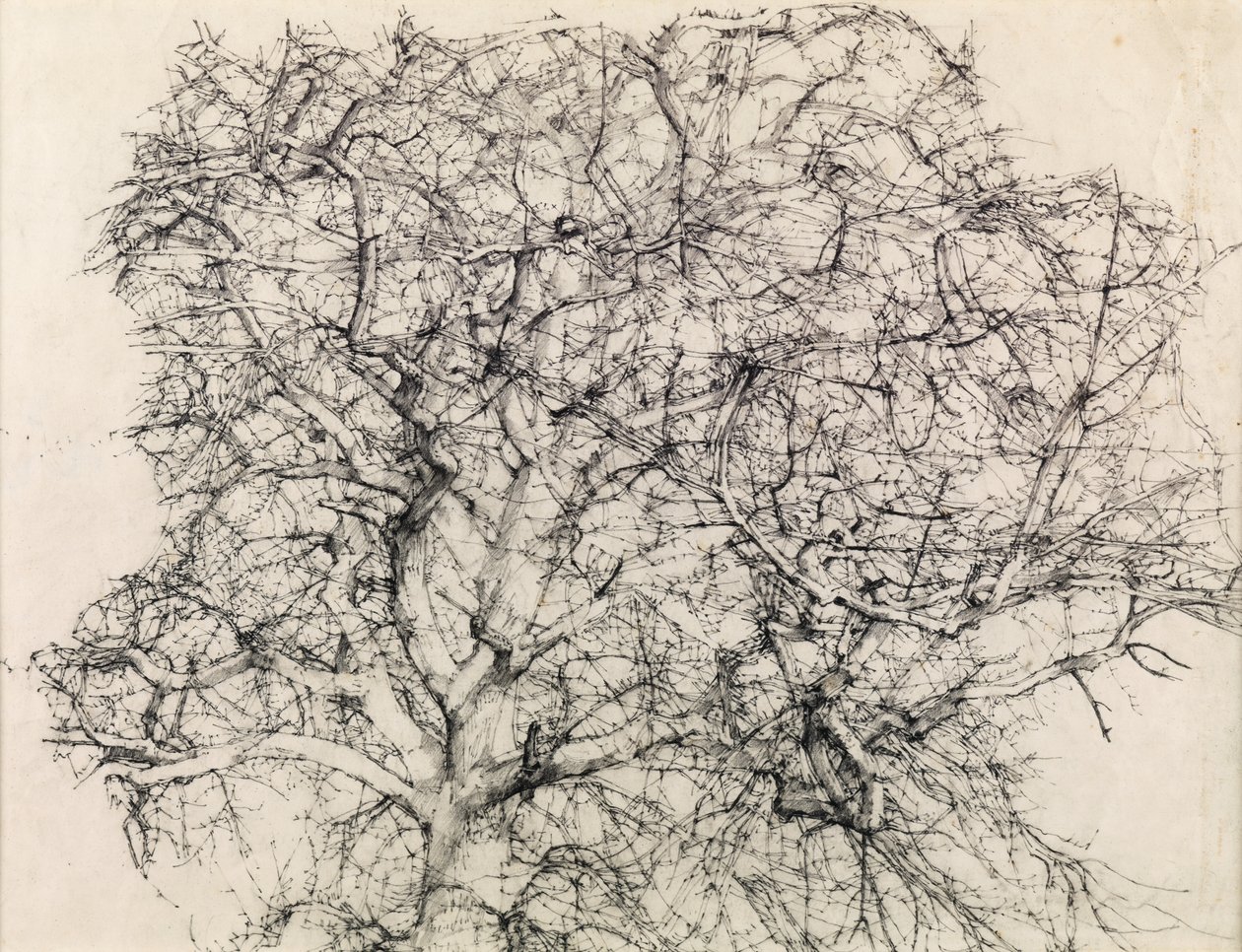 Studie av et tre (blyant) av Kenneth Newton