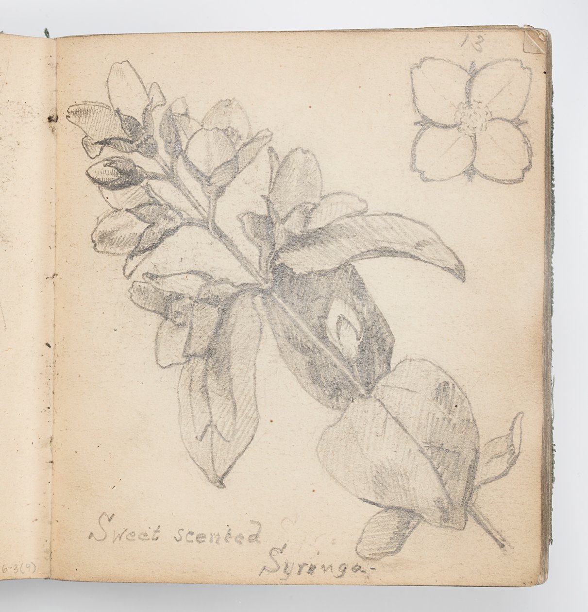 Skissebokside: Sweet Scented Syringa av Kenyon Cox